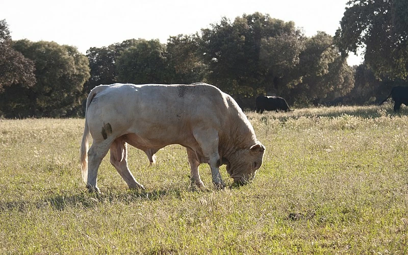 LA DEHESA